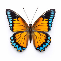 Beautiful big wild butterfly looking forward is shown in full length, Ai generated