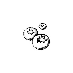 Obraz premium Blueberries (hand drawn/black pencil/transparent PNG)