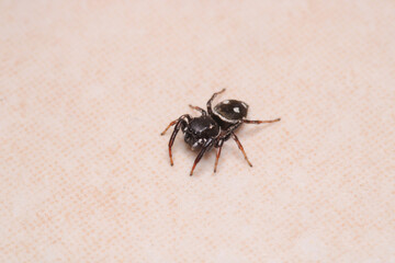little jumping spider macro photo