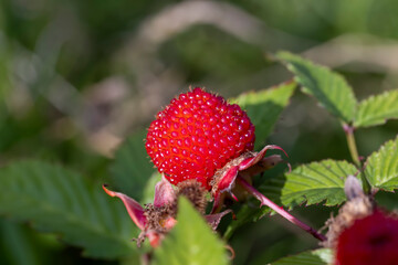 red berry from red strawberries crossed with raspberries