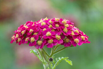 Yarrow paprika (Achillea millefolium 'Paprika') flower  © Danny