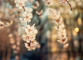 Apricot tree blossoms