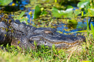 Alligator