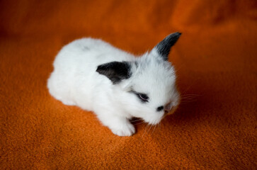 Little white rabbit on orange background. Animal portrait. Baby rabbit