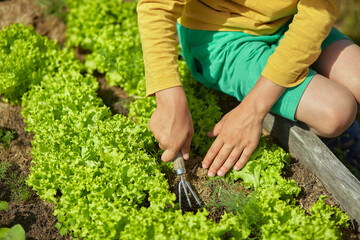 Gardener child hands in the garden with lettuce plantings in the backyard