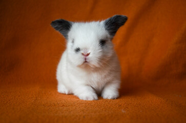 Little white rabbit on orange background. Animal portrait. Baby rabbit