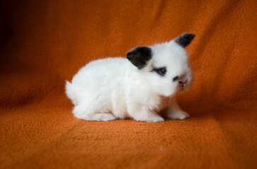 Little white rabbit on orange background. Animal portrait. Baby rabbit