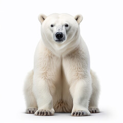 Beautiful wild beast bear looking forward is shown in full length, Ai generated