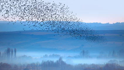 Fotobehang Vogels Beautiful large flock of starlings - The natural phenomenon   © muratart