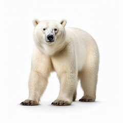 Beautiful wild beast bear looking forward is shown in full length, Ai generated