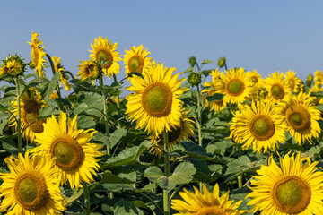 Sunflower field with flowers and bees
