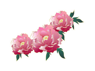 ピンク色のグラデーションがかかった綺麗な牡丹の花