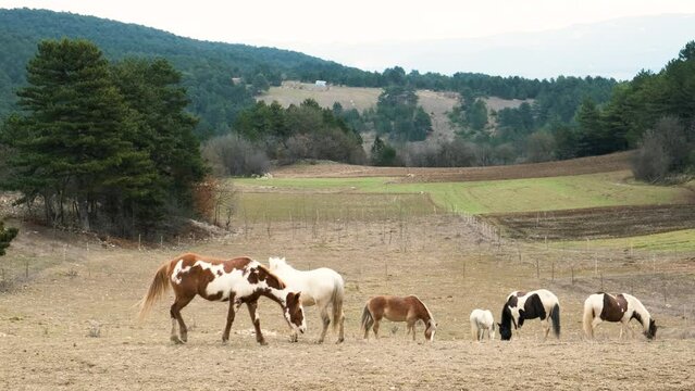 Domestic Horses in Farm. Horses Resting and Playing in Stable After Riding. Stallions Grazing and Walking in Rural Stall on Piedmont. Slow Motion 4K.