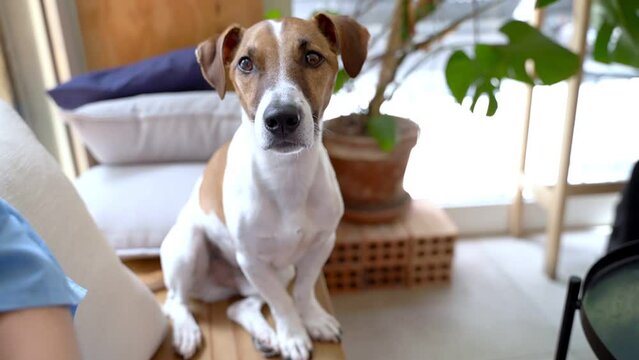 Dog portrait looking at the camera. Funny attentive looking Jack Russell terrier pet sitting on wooden bench in dog friendly hipster natural rustic style cafe. shallow depth of field. Video footage. 