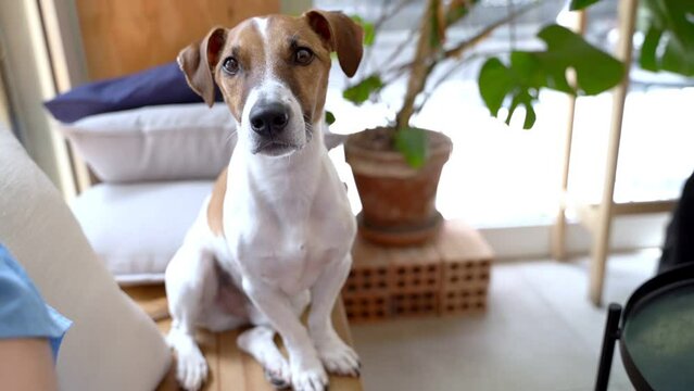 Dog portrait looking at the camera. Funny attentive looking Jack Russell terrier pet sitting on wooden bench in dog friendly hipster natural rustic style cafe. Smart dog eyes. Video footage 