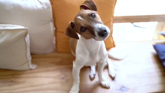 Adorable dog Jack Russell terrier looking at camera and tilting the head. Cute funny smiling muzzle. Smart eyes look. shallow depth of field video footage. Bright sun natural light. 