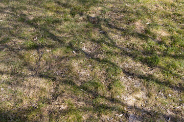 shadows from trees without foliage in the spring season