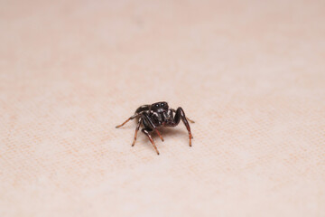 little jumping spider macro photo