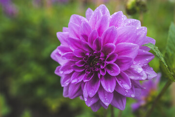 Fresh Dahlia Blue Boy in botanical garden.