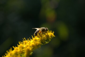 Biene auf Blüte