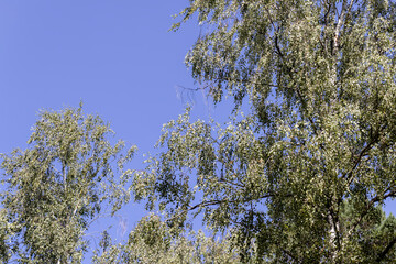 A variety of trees growing in the park