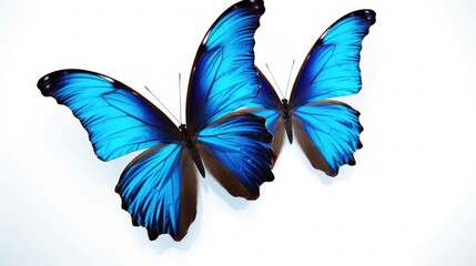 Blue tropical butterflies isolated on white background. Butterfly. Generative Ai