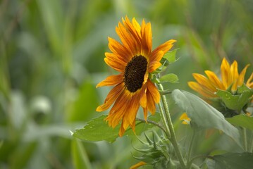 Blüte