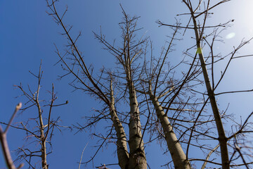 maple tree in sunny weather in early spring