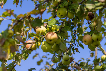 Apple harvest in the apple orchard