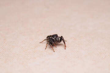 little jumping spider macro photo