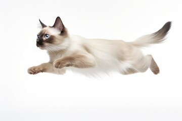Jumping Moment, Balinese Cat On White Background. Jumping Moment, Balinese Cat, White Background, Cat Breeds, Balinese Coloration, Cat Grooming, Balinese Characteristics. 