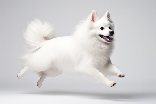 Jumping Moment, American Eskimo Dog On White Background. Jumping Moment,American Eskimo Dog,White Background,Benefits Of Owning A Dog,Eskimo Behavioral Traits. 