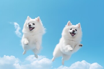 Jumping Moment, Two American Eskimo Dogs On Sky Blue Background. Jumping Moment, Eskimo Dogs, Sky Blue Background, Dog Breeds, Pet Photography, Activity Level, Usa.  - obrazy, fototapety, plakaty