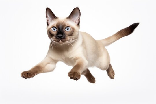 Jumping Moment, Tonkinese Cat On White Background. Jumping Moment,Tonkinese Cat,White Background,Photography Tips,Cat Care,Feline Behavior,Cat Health,Cat Nutrition. 