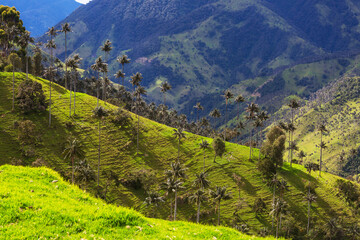 Cocora