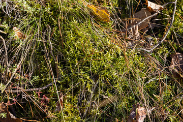 Green moss in the forest in autumn