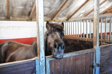 A horse stands in his stable in Iceland.