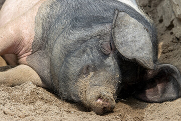 A pig sleeps in an outdoor enclosure