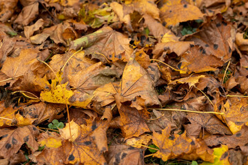 Orange maple foliage on the ground during leaf fall