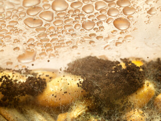 Obraz premium Mold on wheat grains