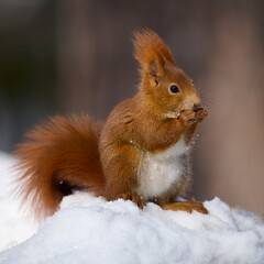 Eurasian red squirrel, Sciurus vulgaris.