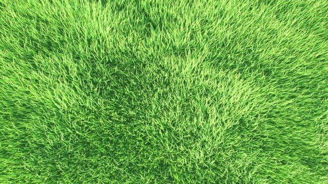 Aerial view of the wind shakes the grass on the rice field. Agriculture concept growing rice plants in the Albufera of Valencia, Spain.
