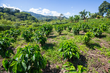 Fototapeta na wymiar Coffee plantation