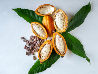 Top view of half-ripe cacao pods and white cocoa seed with dry brown cocoa beans and green cocoa...