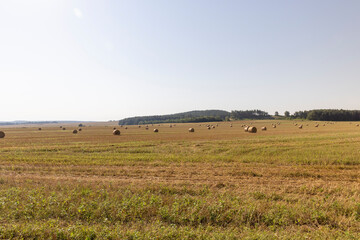 Fototapeta na wymiar A field with cereals in the summer