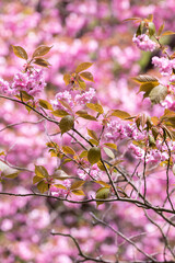 北海道壮瞥町、壮瞥公園で優雅に咲く八重桜【5月】