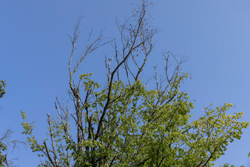 tall trees in the summer