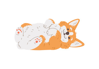 Cute smiling corgi dog lies on his back, waiting for affection, purebred breed of furry dog vector isolated illustration