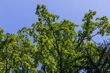Fototapeta na wymiar Trees in a mixed forest in summer