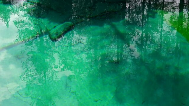 Trees reflecting on clear water surface